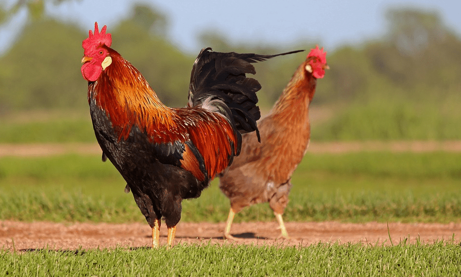 1000 Con gà trống hình ảnh con gà trống đẹp Pixabay