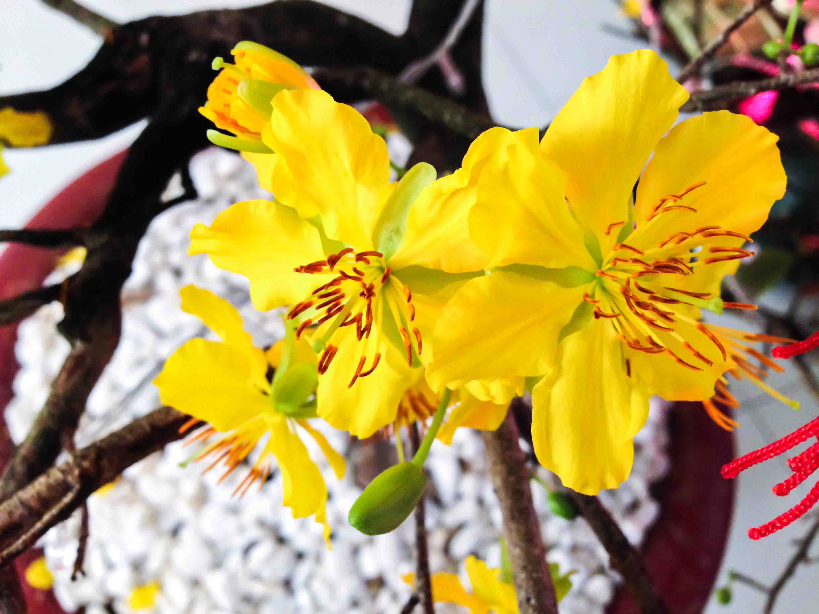 44 Hình ảnh hoa mai đẹp bộ ảnh cây mai đẹp ngày tết  DYB