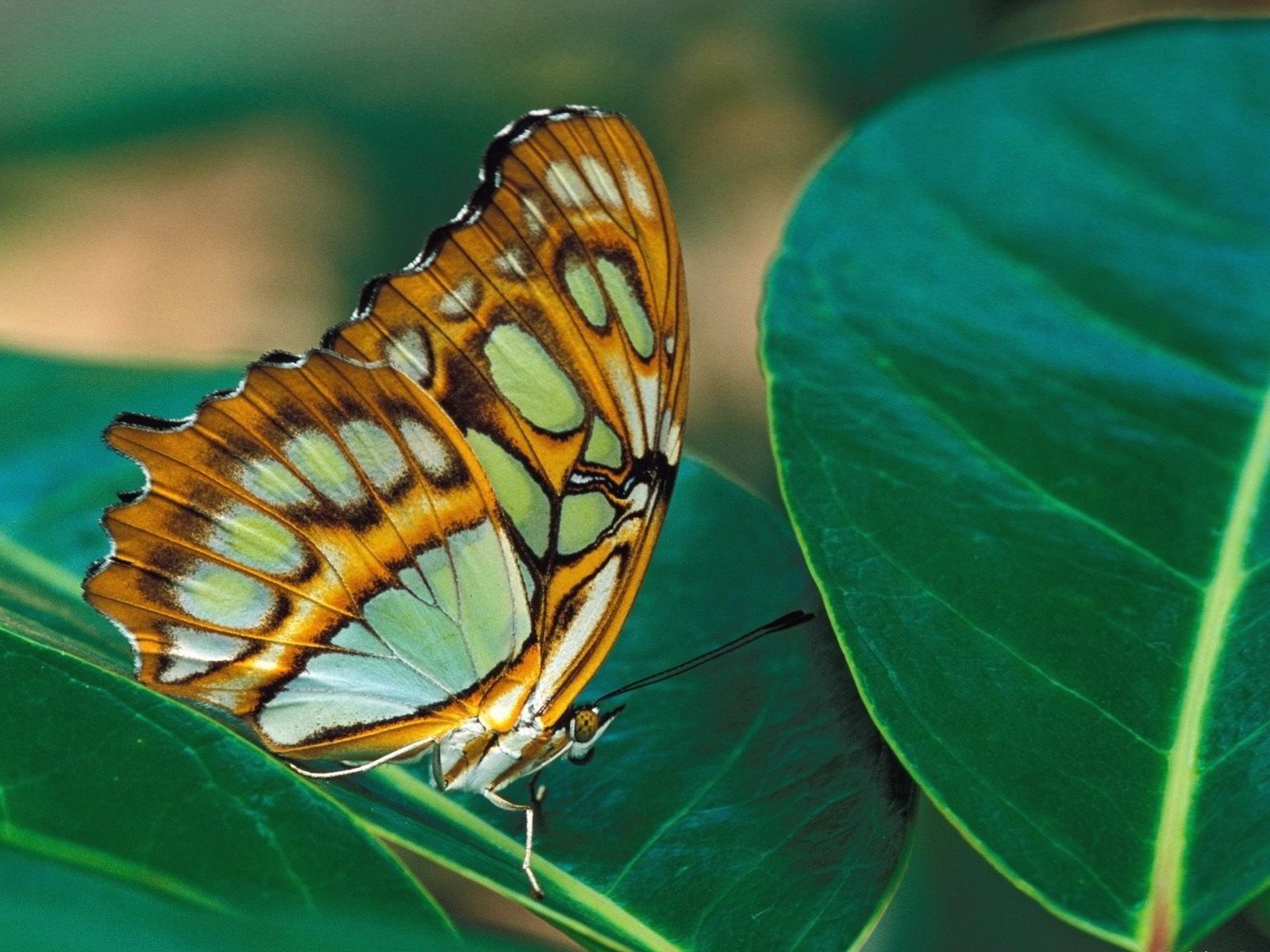 Hình nền con bướm đẹp