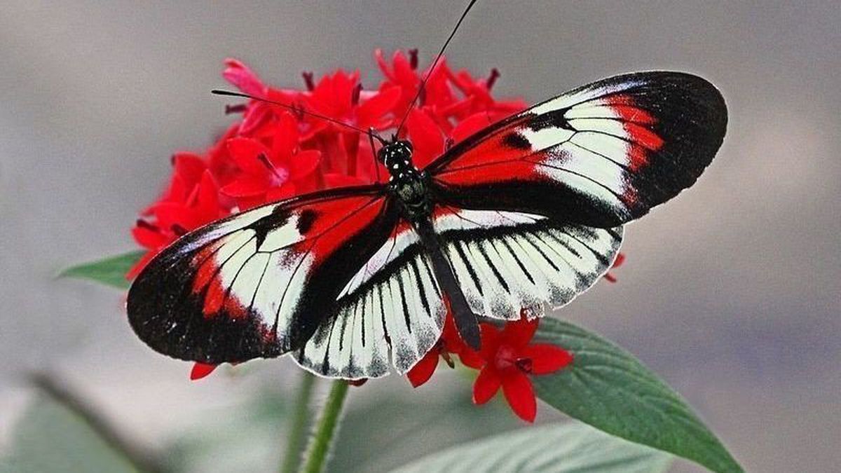 Hình con bướm đẹp
