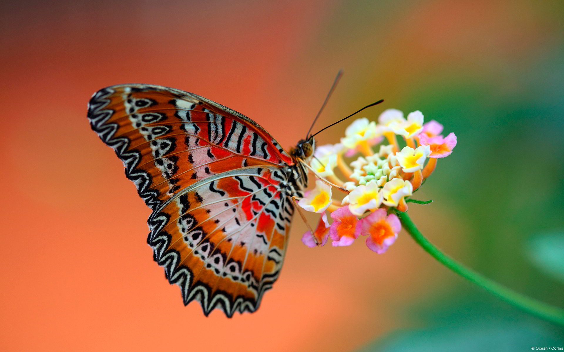 Hình ảnh những con bướm đẹp