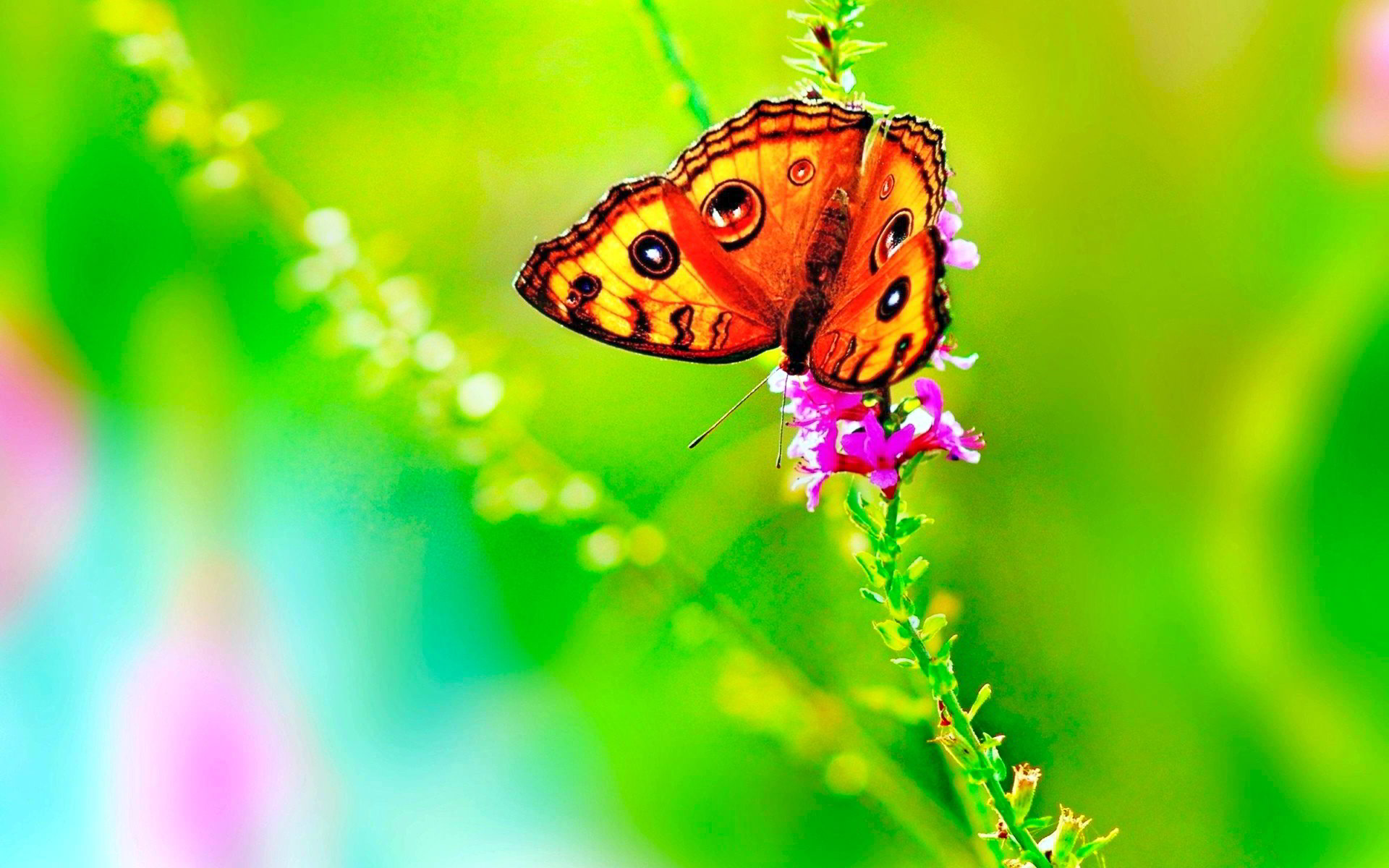 Hình nền con bướm đẹp