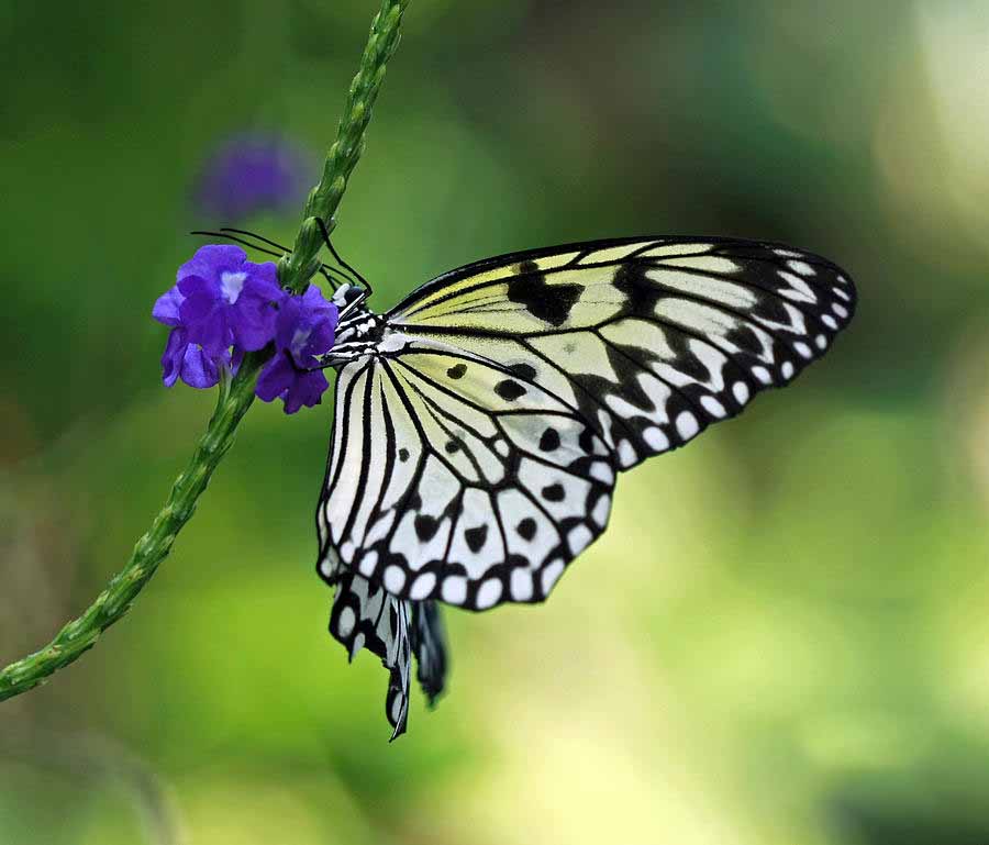 Hình ảnh những con bướm đẹp