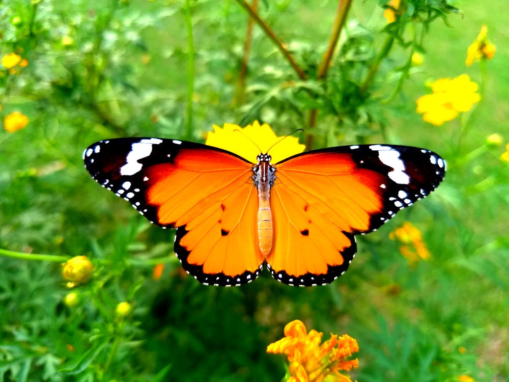 Con bướm đẹp