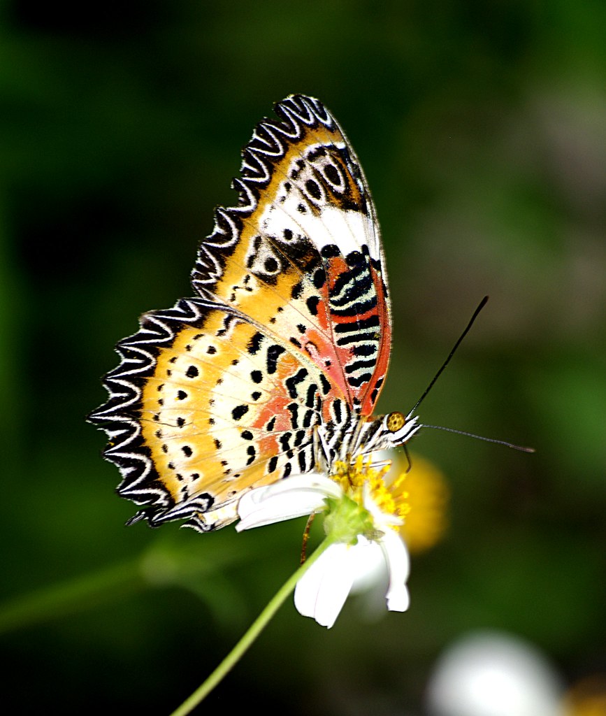 Những con bướm đẹp nhất