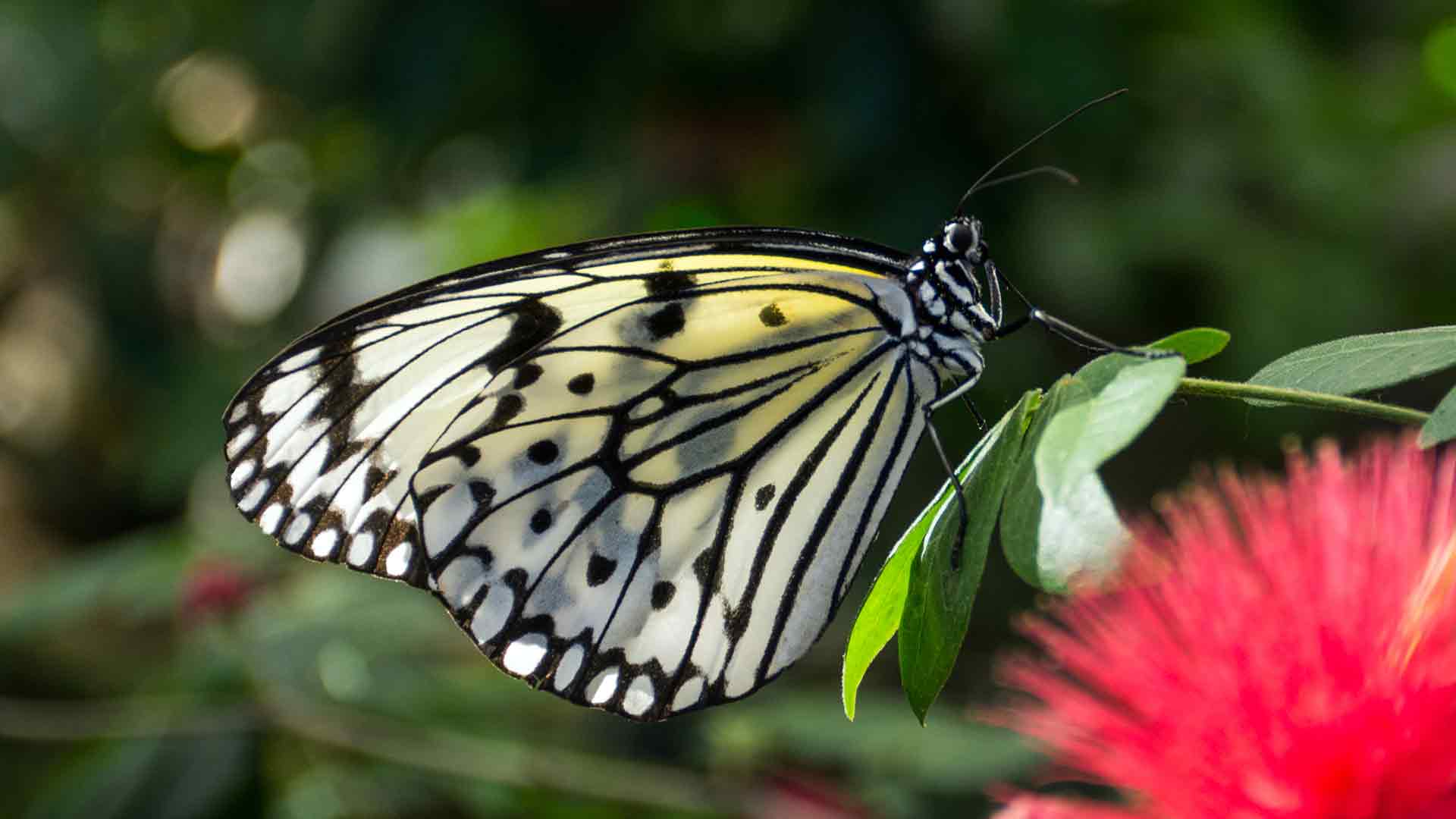 Con bướm đẹp nhất thế giới