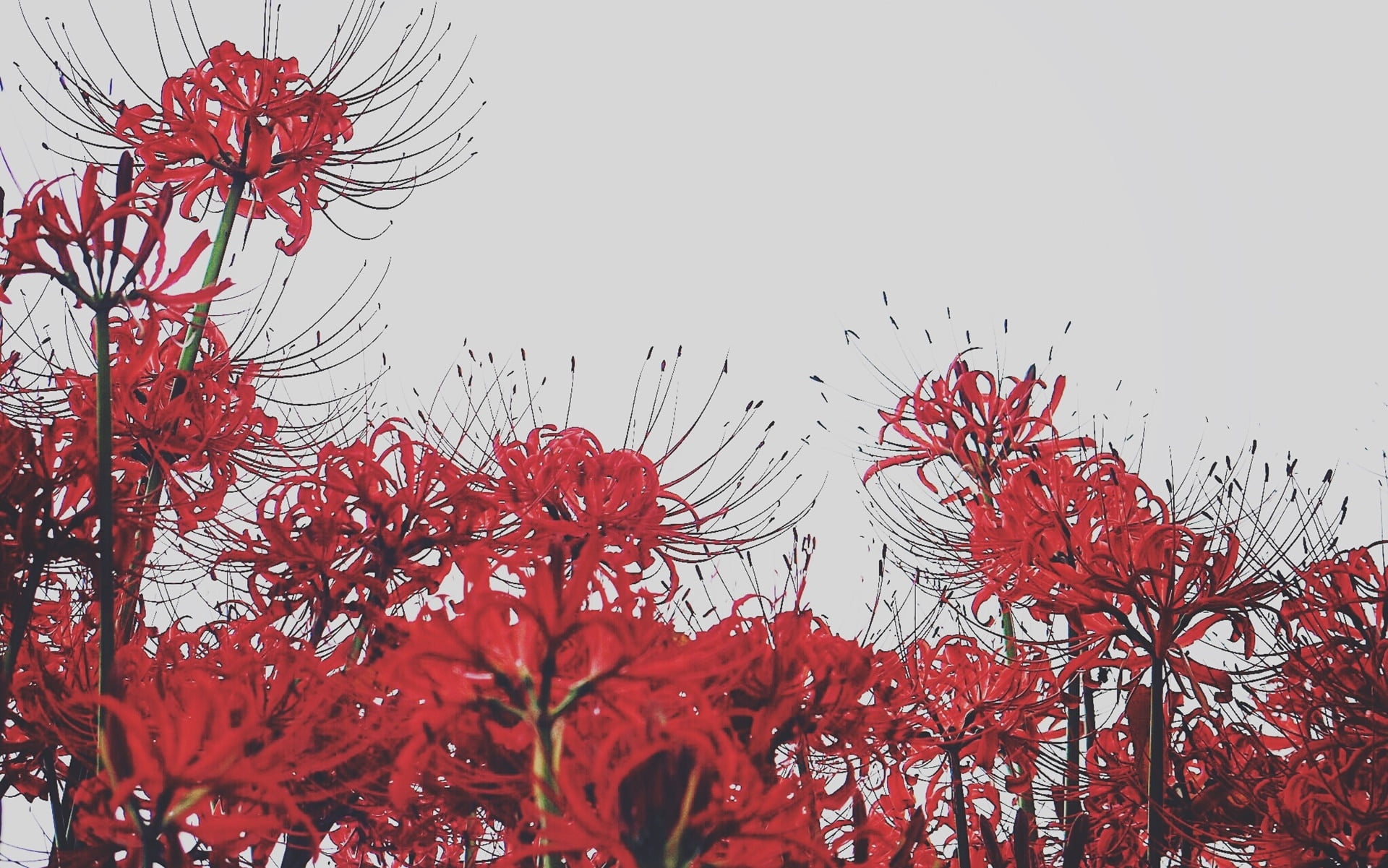 Cập nhật hơn 94 hình nền hoa bỉ ngạn tuyệt vời nhất  thdonghoadian