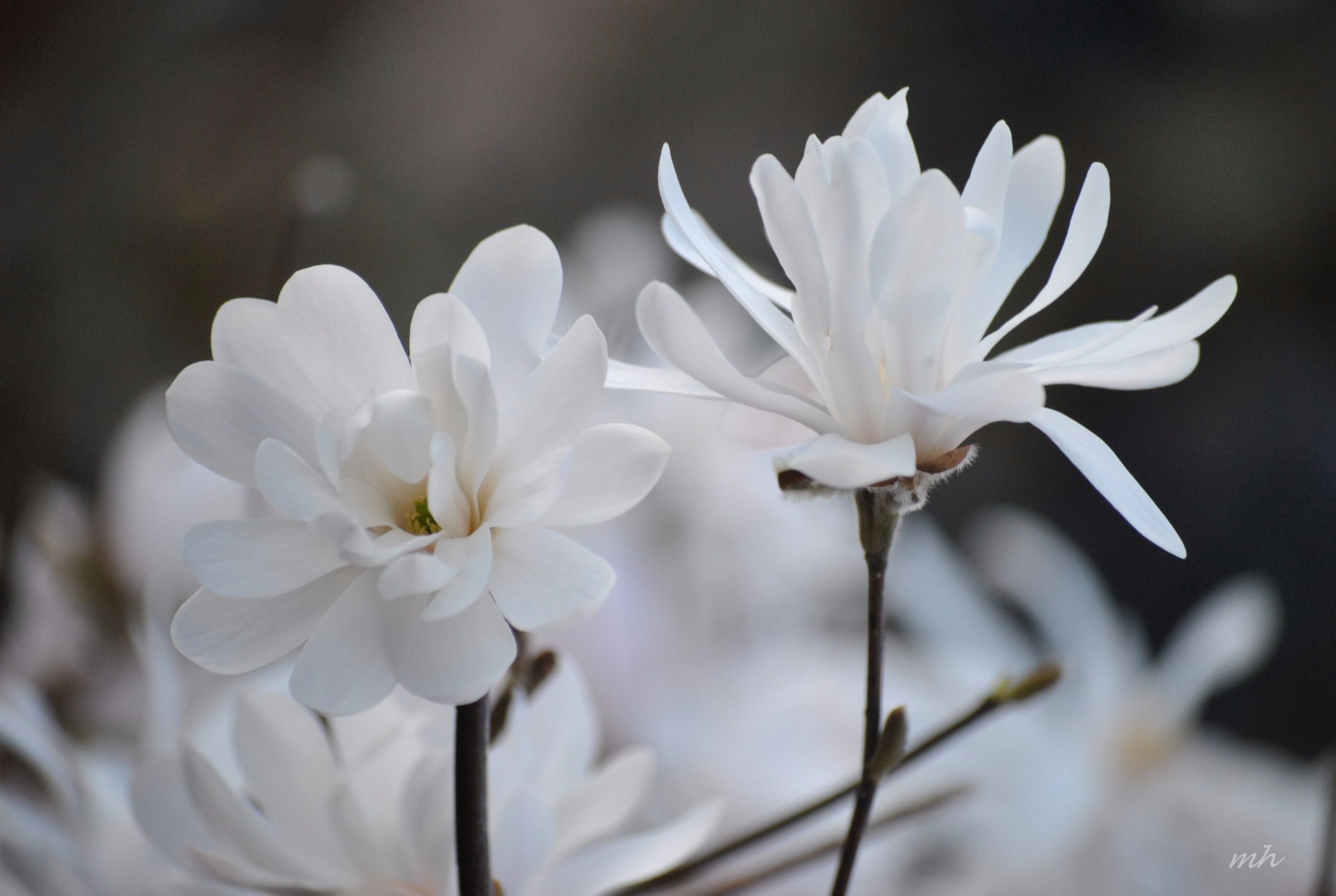 Hoa lan trắng đẹp