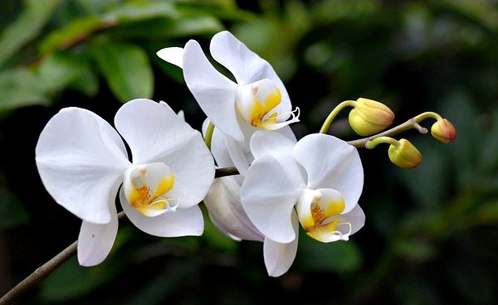100 der schönsten und funkelndsten Orchideentapeten für Sie