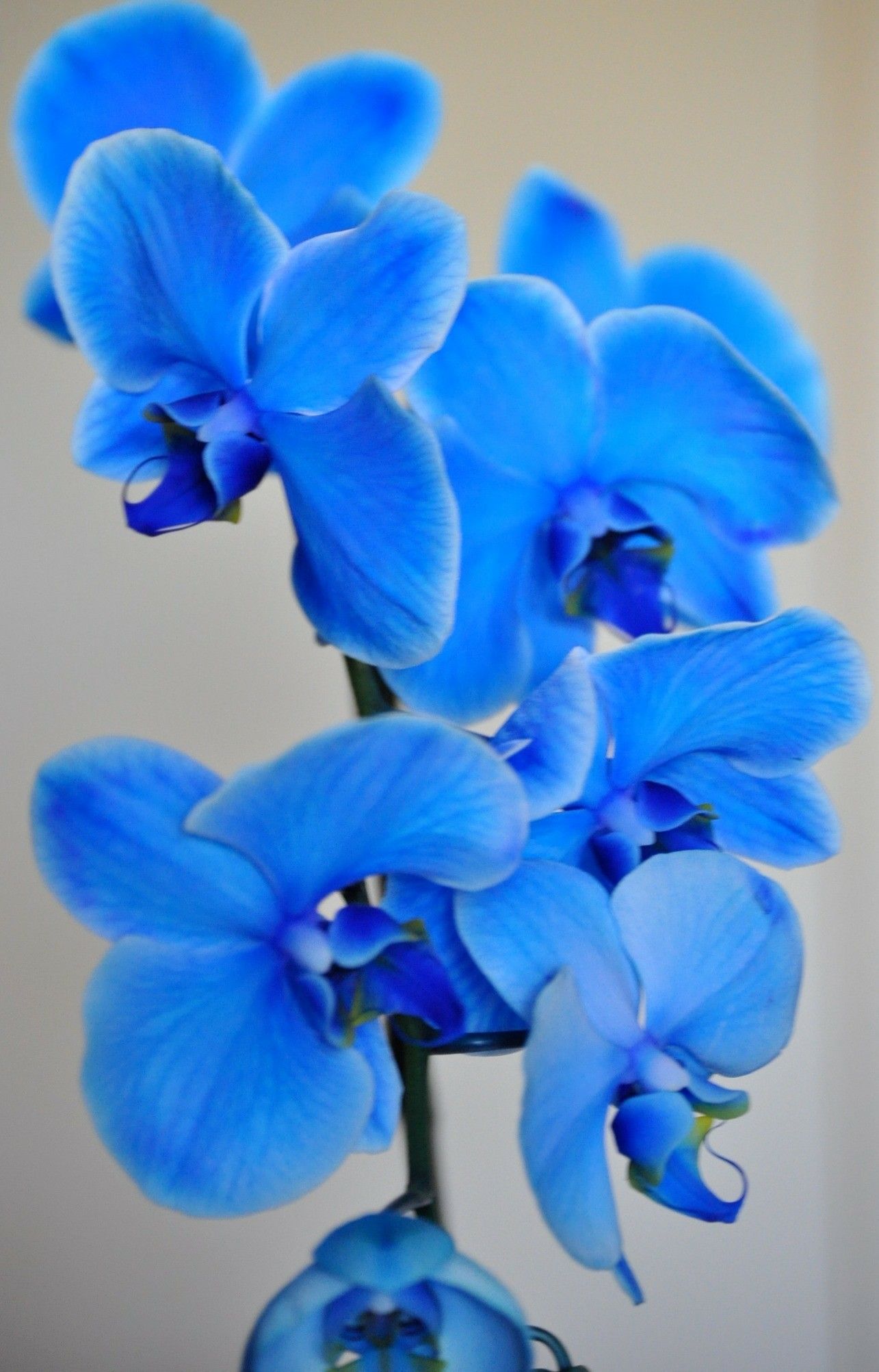 Hoa lan xanh dương