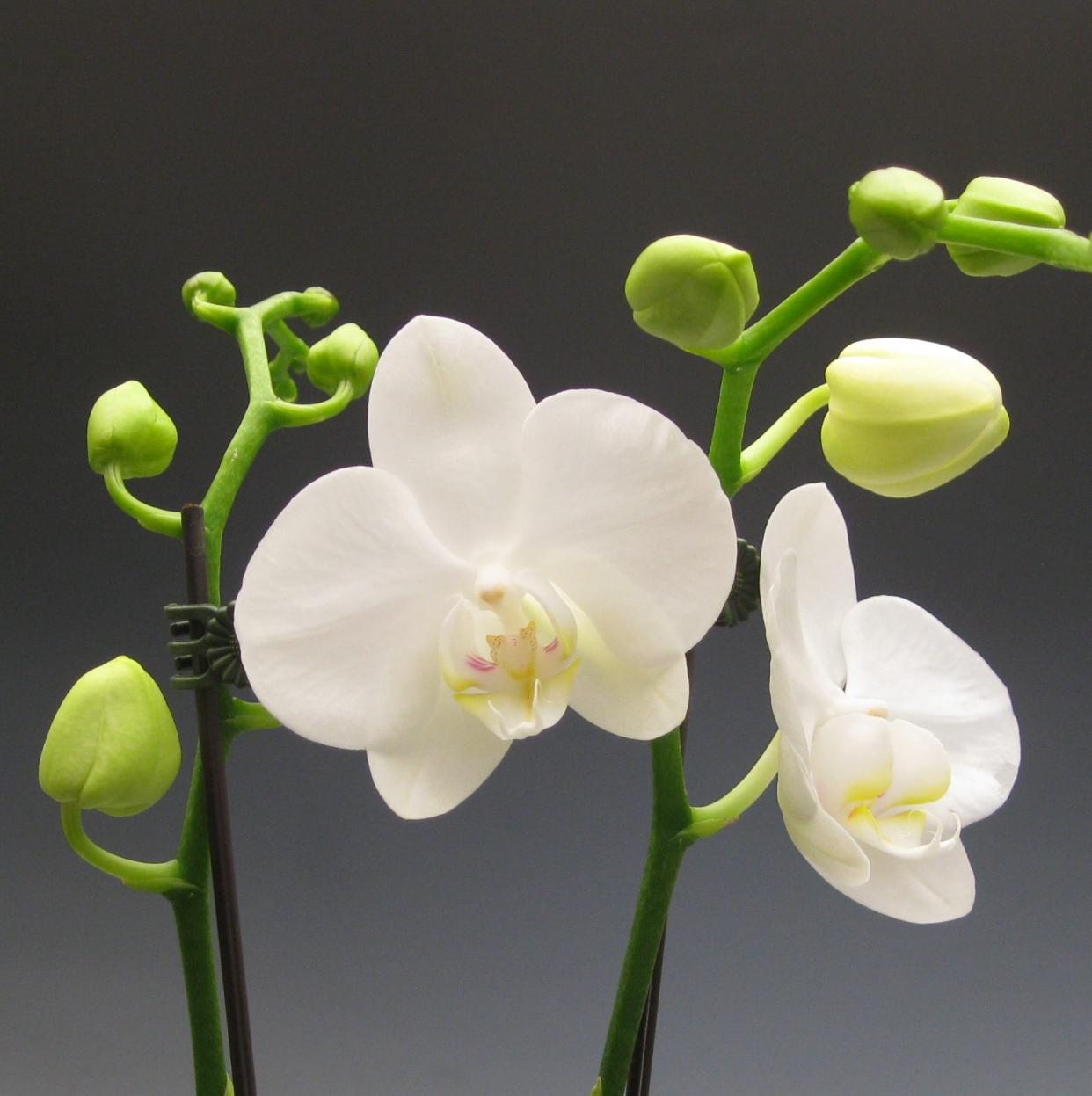Hình ảnh hoa lan trắng đẹp