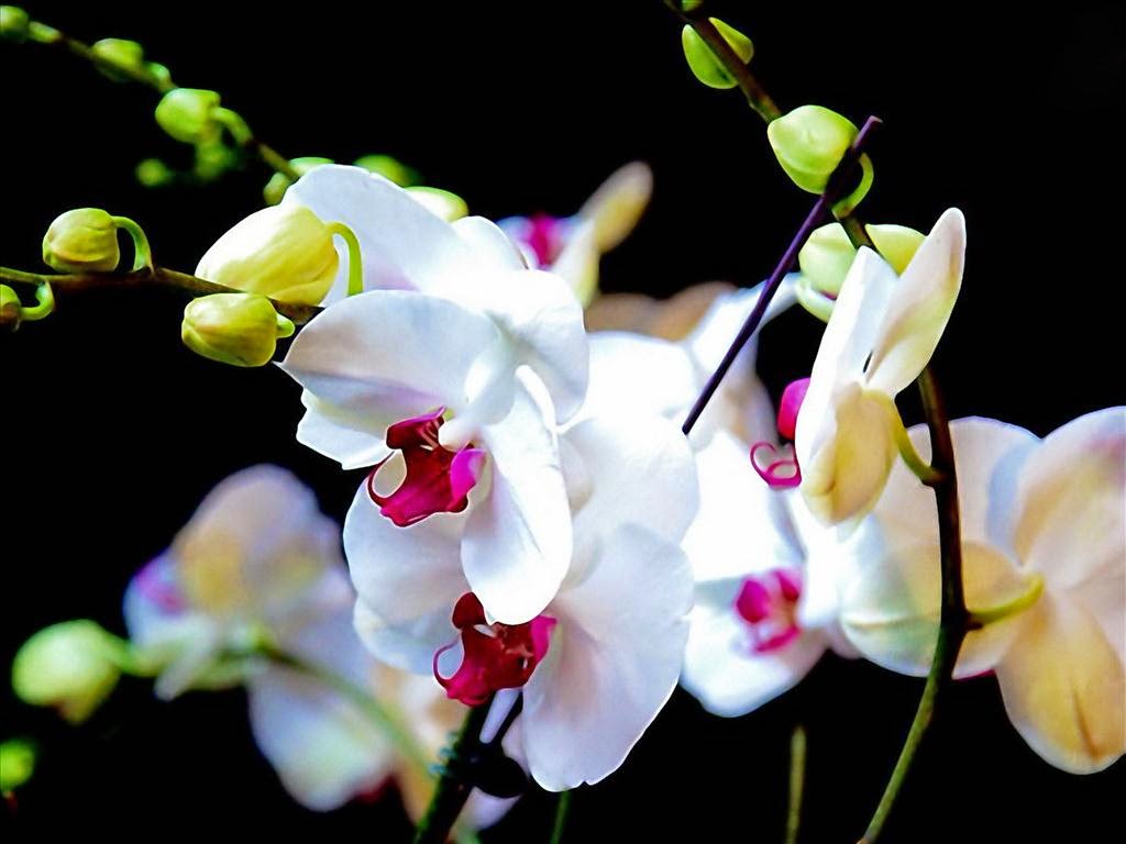 Hoa lan trắng đẹp