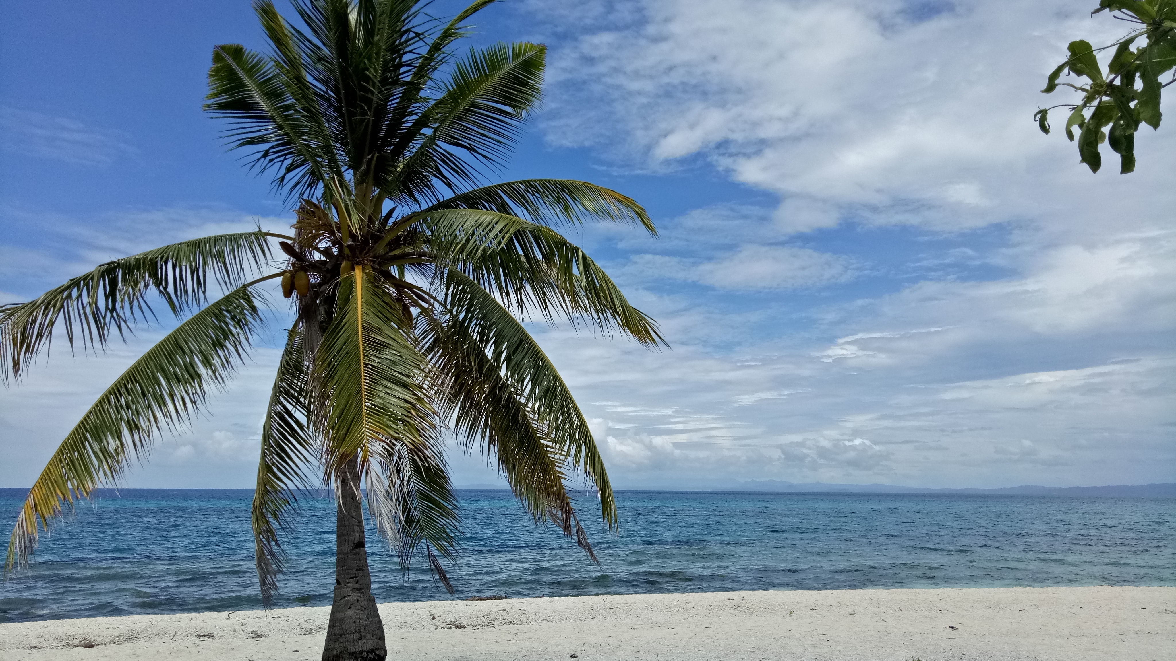 Ảnh cây dừa bãi biển
