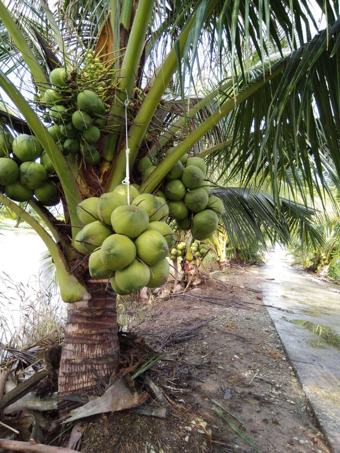 Ảnh cây dừa đẹp