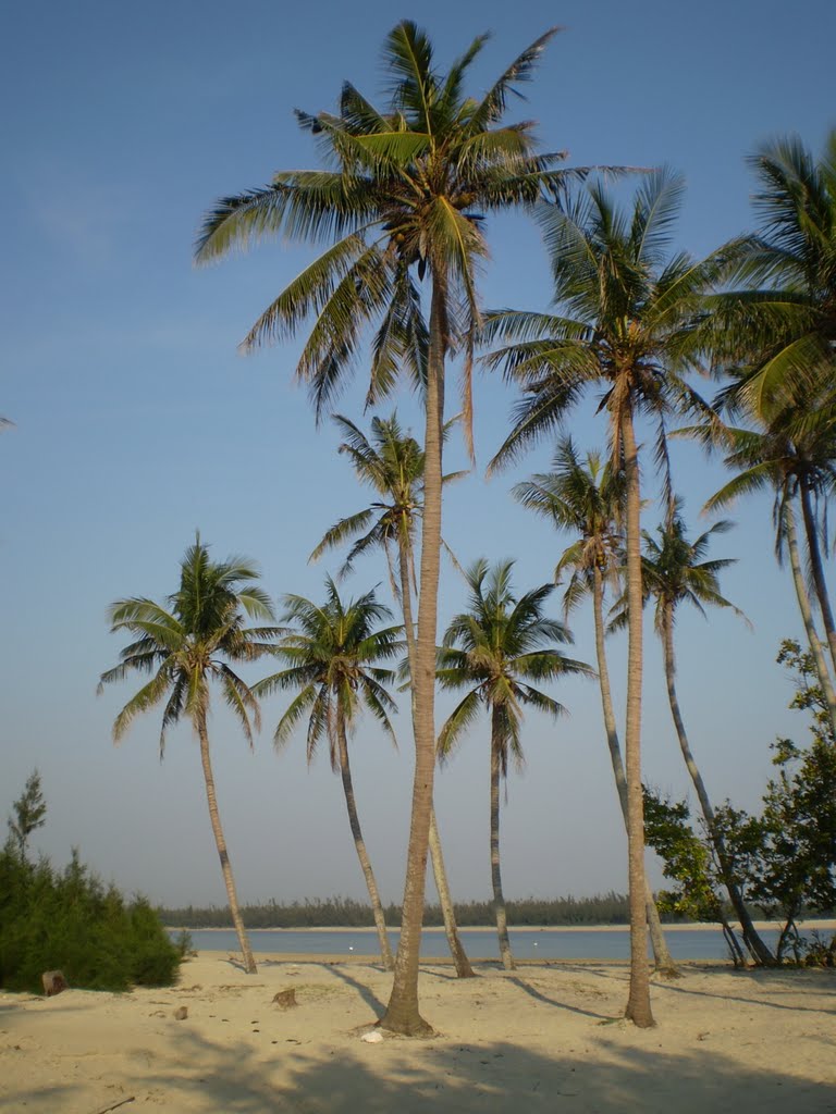 Đồi Cây Dừa Trống Rỗng Ở Mirissa Lúc Mặt Trời Mọc Hình ảnh Sẵn có  Tải  xuống Hình ảnh Ngay bây giờ  Biển Bãi biển Bầu trời  iStock
