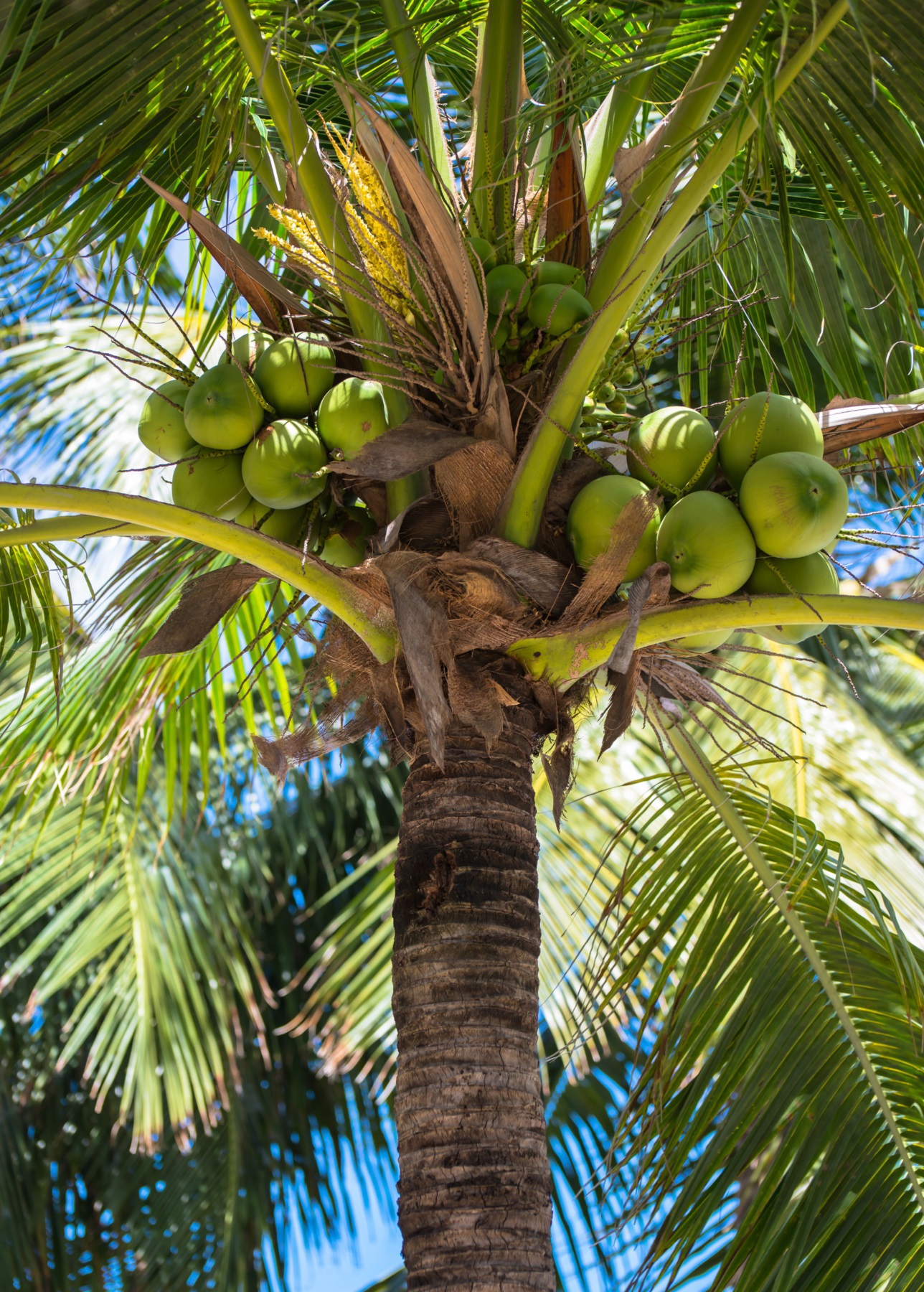 Hình cây dừa đẹp