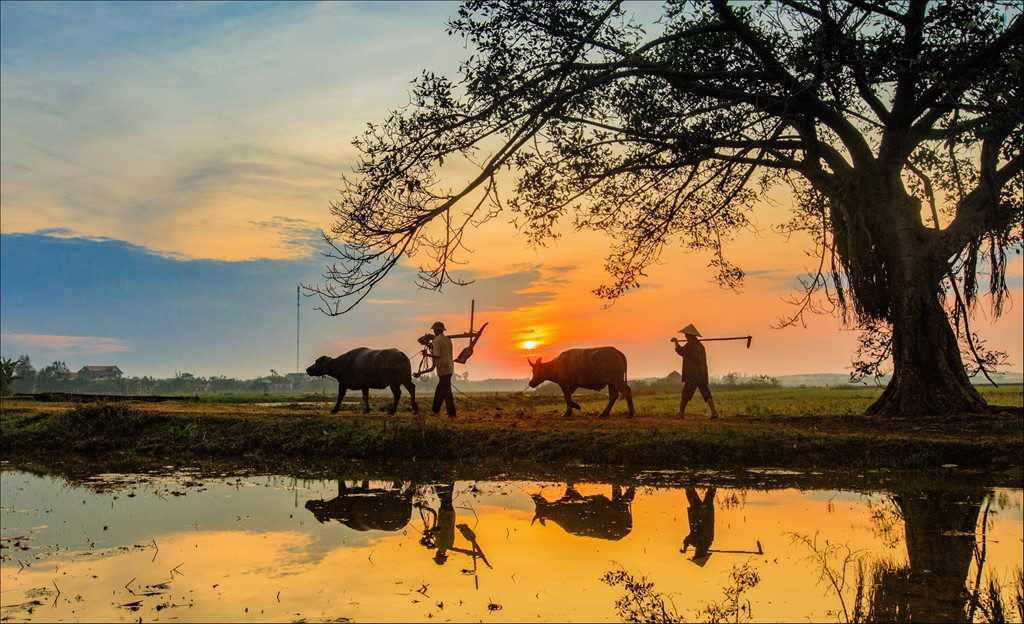 Chiêm ngưỡng hình ảnh làng quê Việt Nam thanh bình mộc mạc