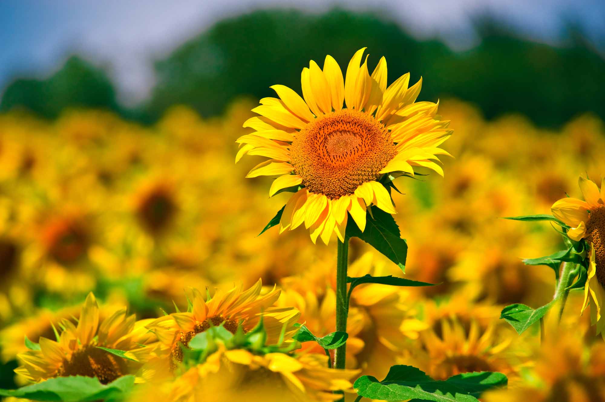 Top hình nền hoa hướng dương đẹp nhất thế giới  TRẦN HƯNG ĐẠO