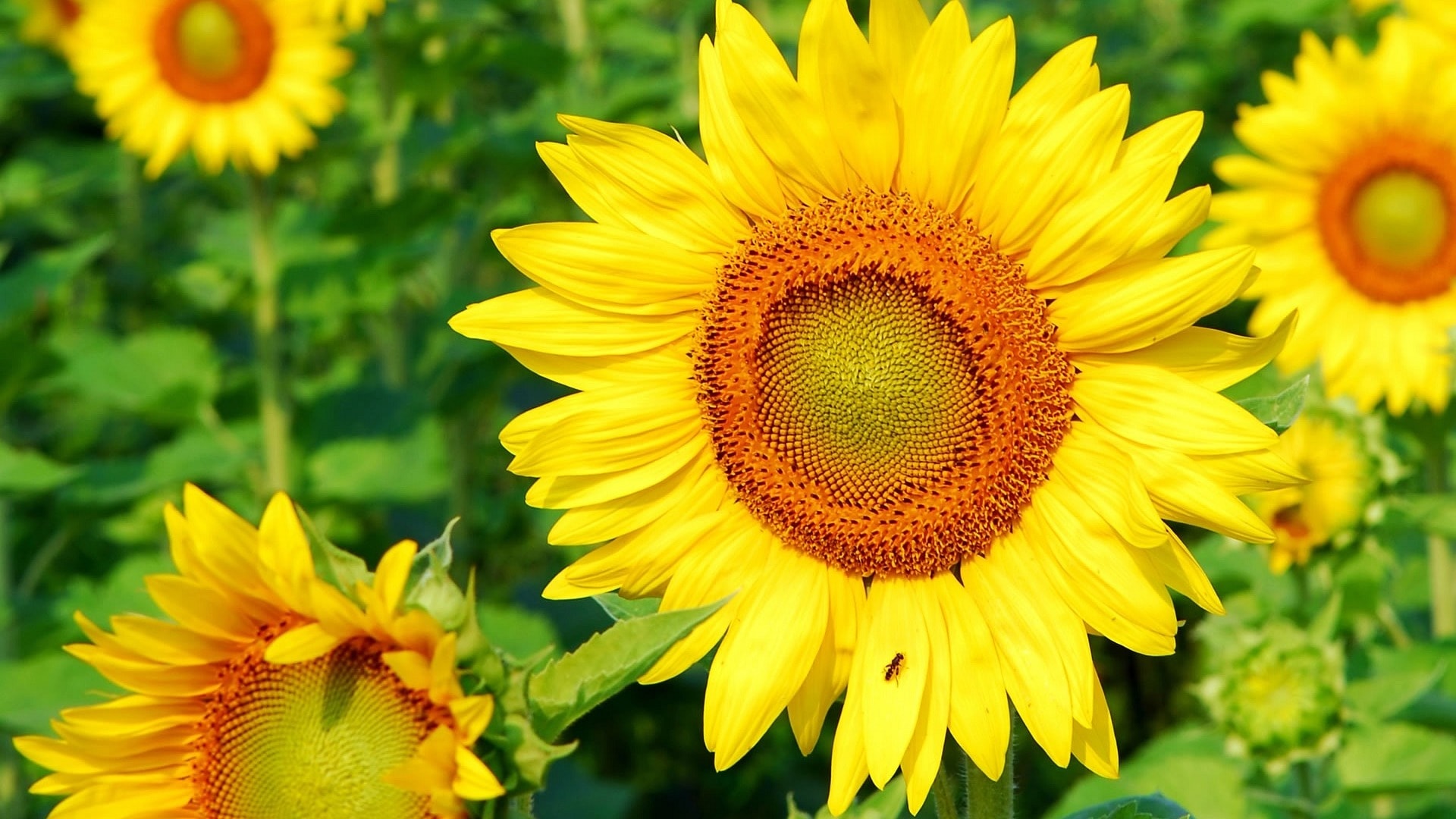 Sehen Sie sich mehr als 100 Fotos von wunderschönen Sonnenblumenzeichnungen daotaoneceduvn an