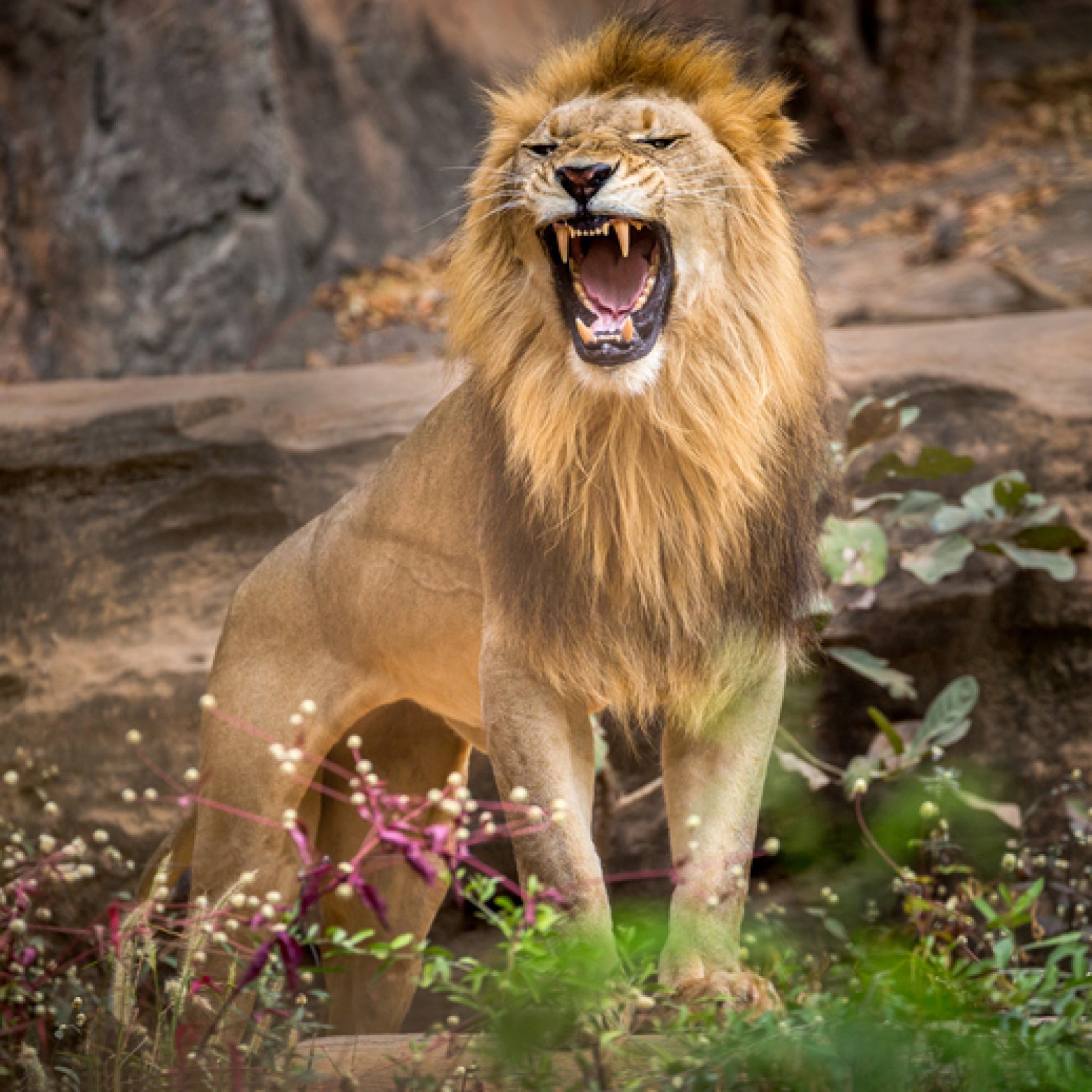 Xem hơn 100 ảnh về hình vẽ sư tử ngầu  daotaonec