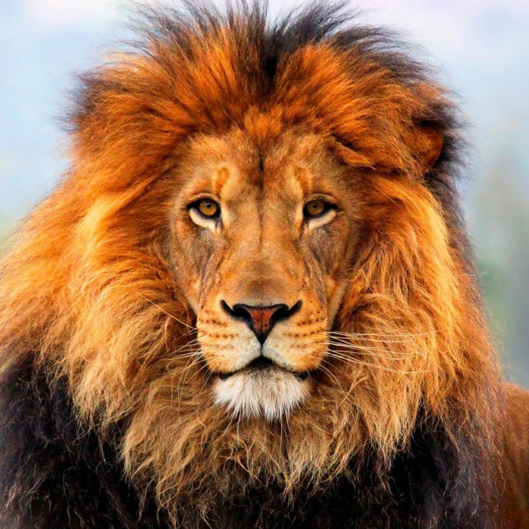 Khám phá với hơn 99 hình sư tử đẹp mới nhất  Tin Học Vui