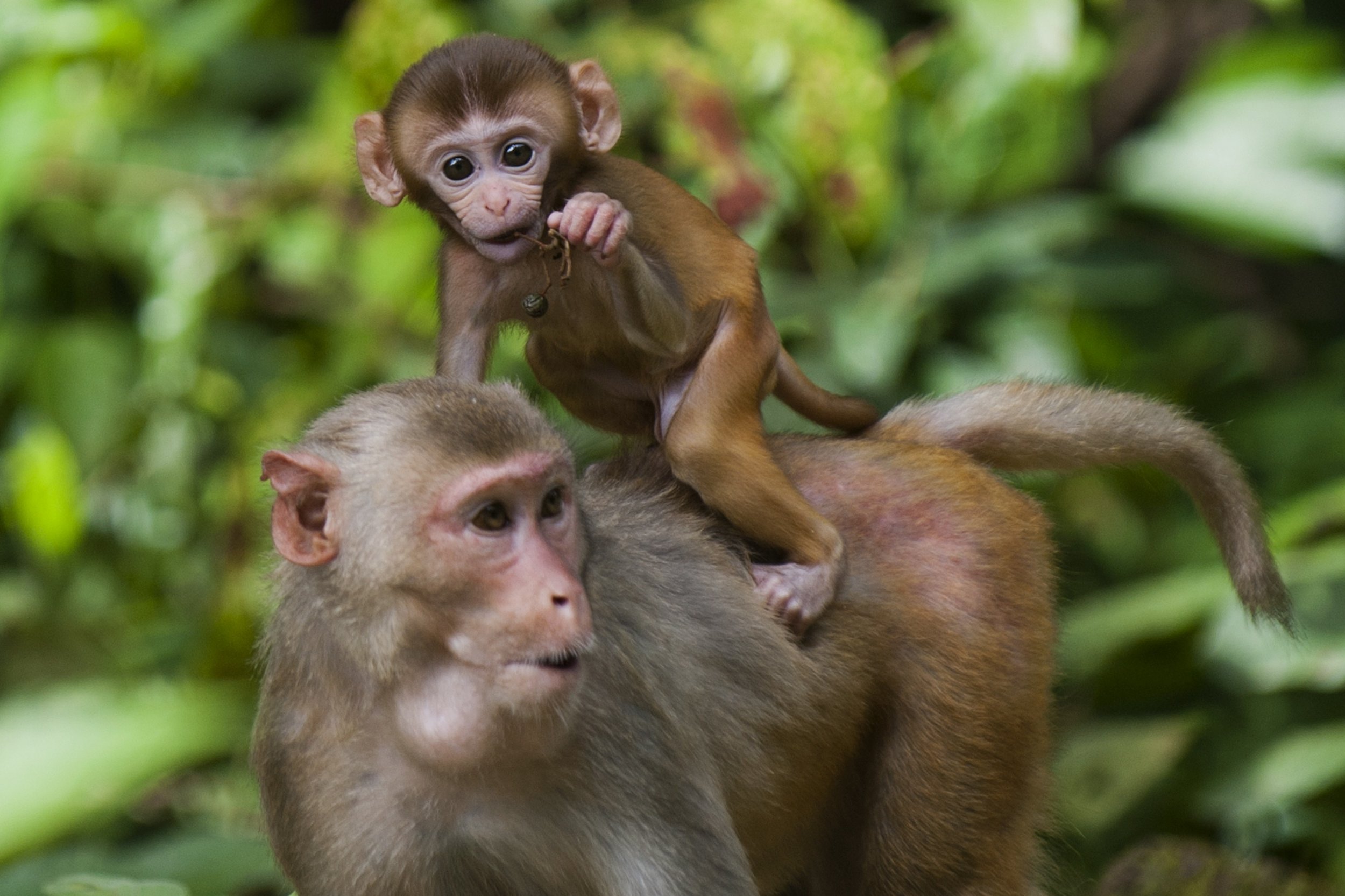 #50 Hình Ảnh Con Khỉ Đẹp Nhất Thế Giới Cute Đáng Yêu Ngộ Nghĩnh 2
