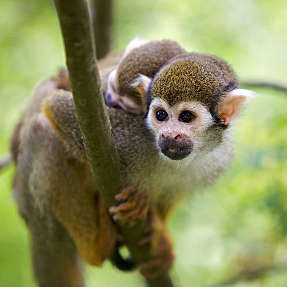 Chia sẻ hơn 104 hình ảnh con khỉ mới nhất - thtantai2.edu.vn