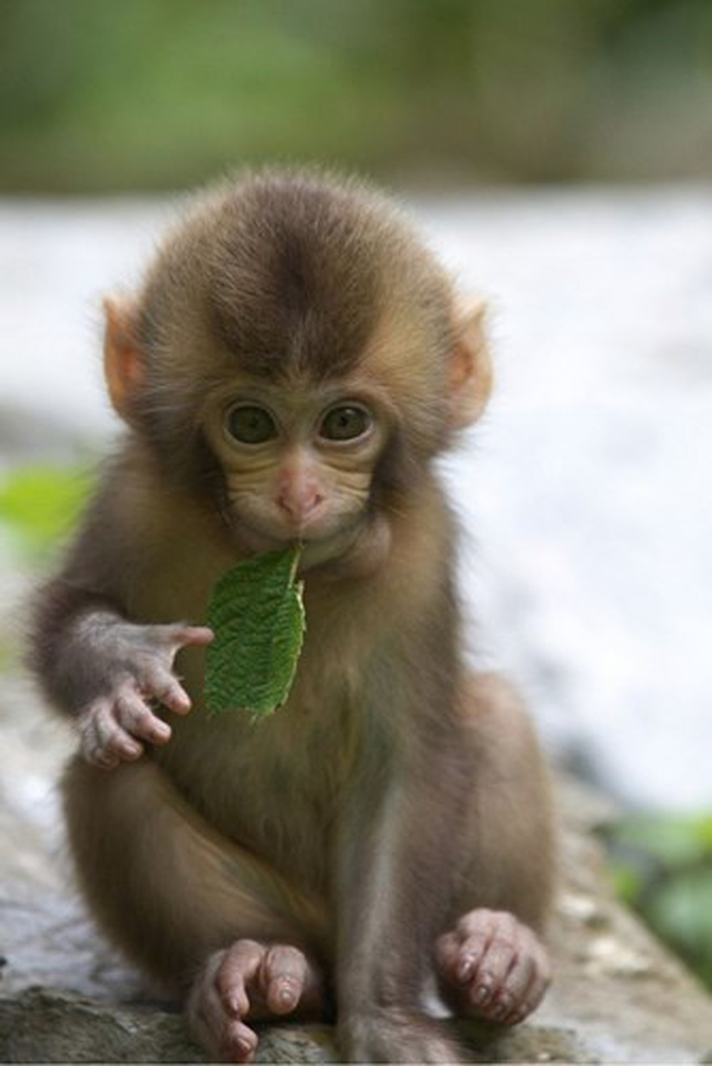 Khám đập phá rộng lớn 103 hình hình ảnh con cái khỉ xinh đẹp hoặc nhất - thtantai2 ...