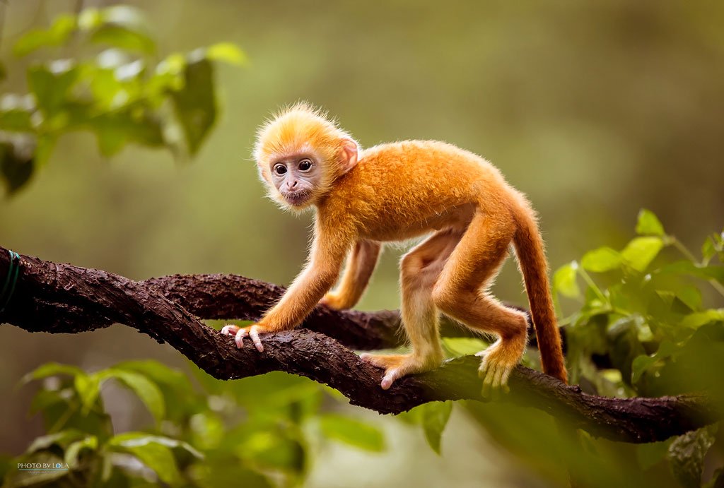Nền khỉ hình nền khỉ dễ thương nhất 50 hình ảnh con khỉ đáng yêu cute và  đẹp nhất