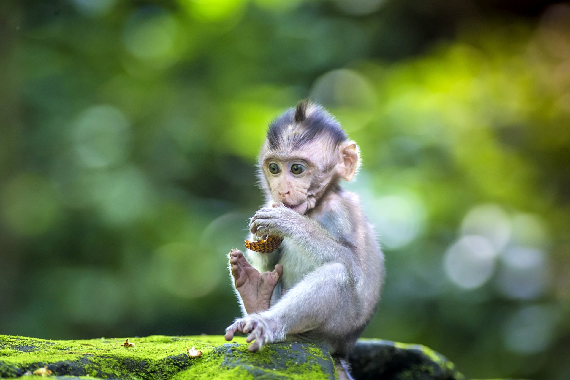 Đây đã có thể là chú khỉ dễ thương và độc nhất thế giới nếu như