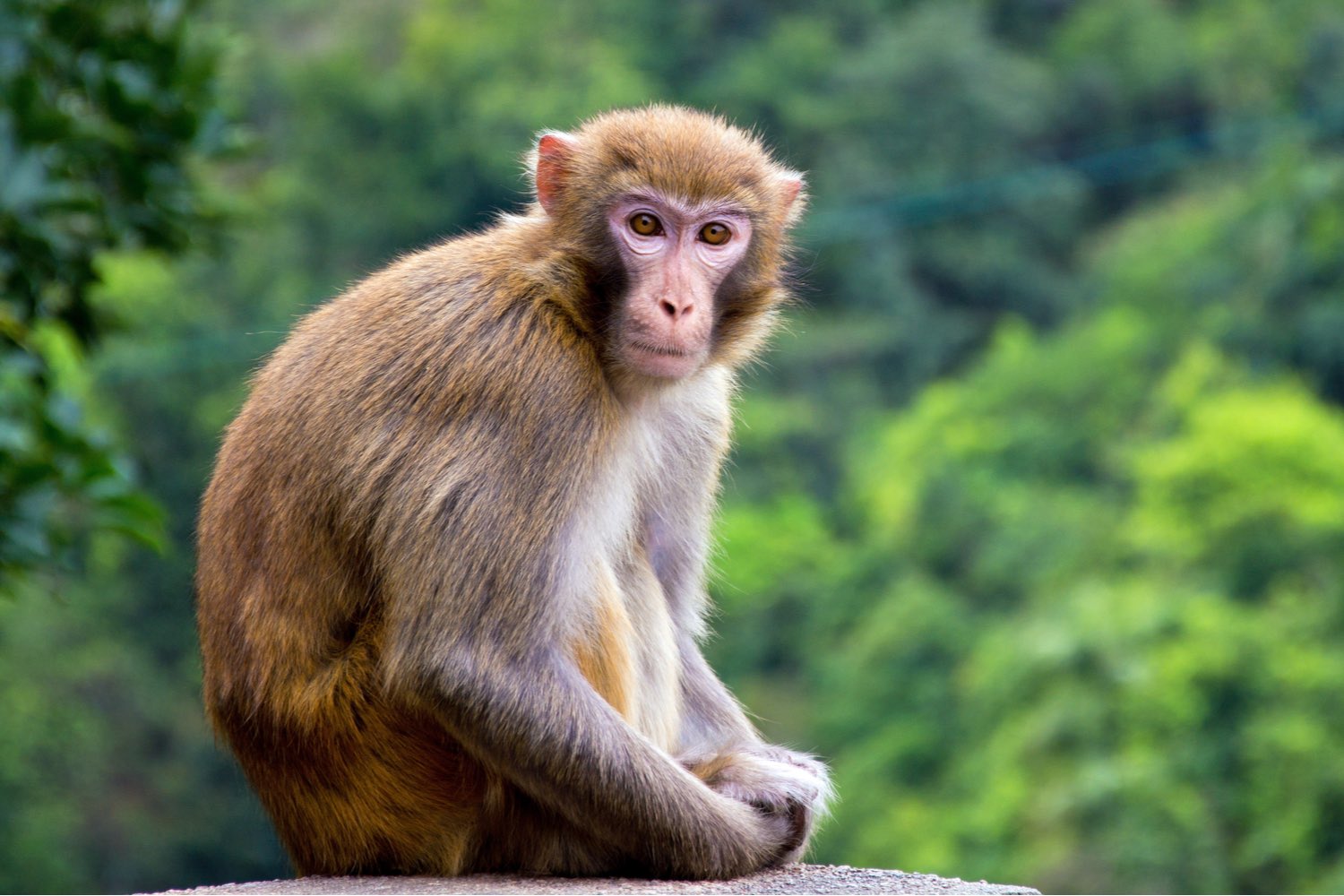 Tổng hợp hình ảnh con khỉ đẹp nhất  Ảnh đẹp động vật