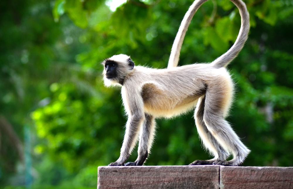 Tổng hợp 99 hình ảnh con khỉ đẹp nhất thế giới hay nhất  Tin Học Vui