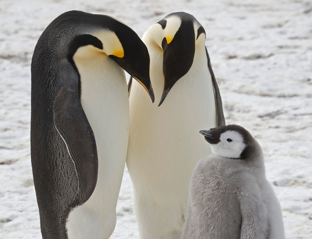 Hình ảnh đẹp về chim cánh cụt