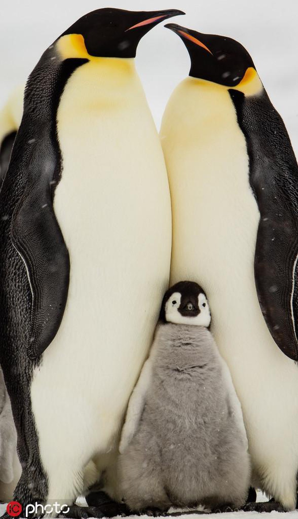 100 Hình ảnh chim cánh cụt dễ thương đặc sắc nhất thế giới