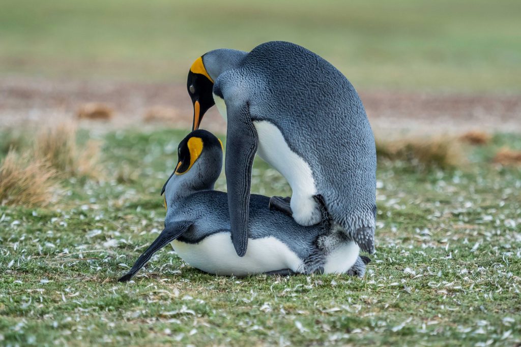 Chim cánh cụt ảnh đẹp