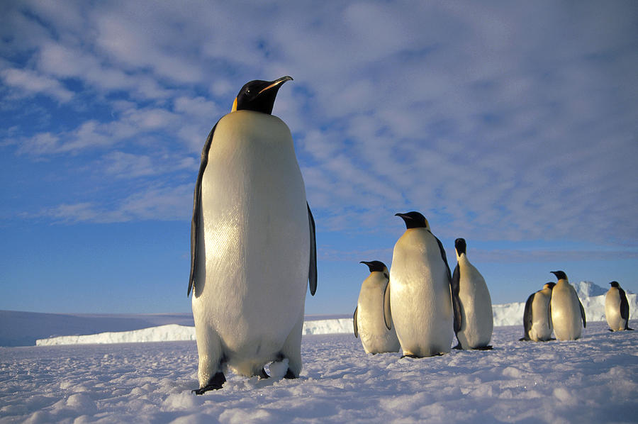 Hình ảnh đẹp của chim cánh cụt