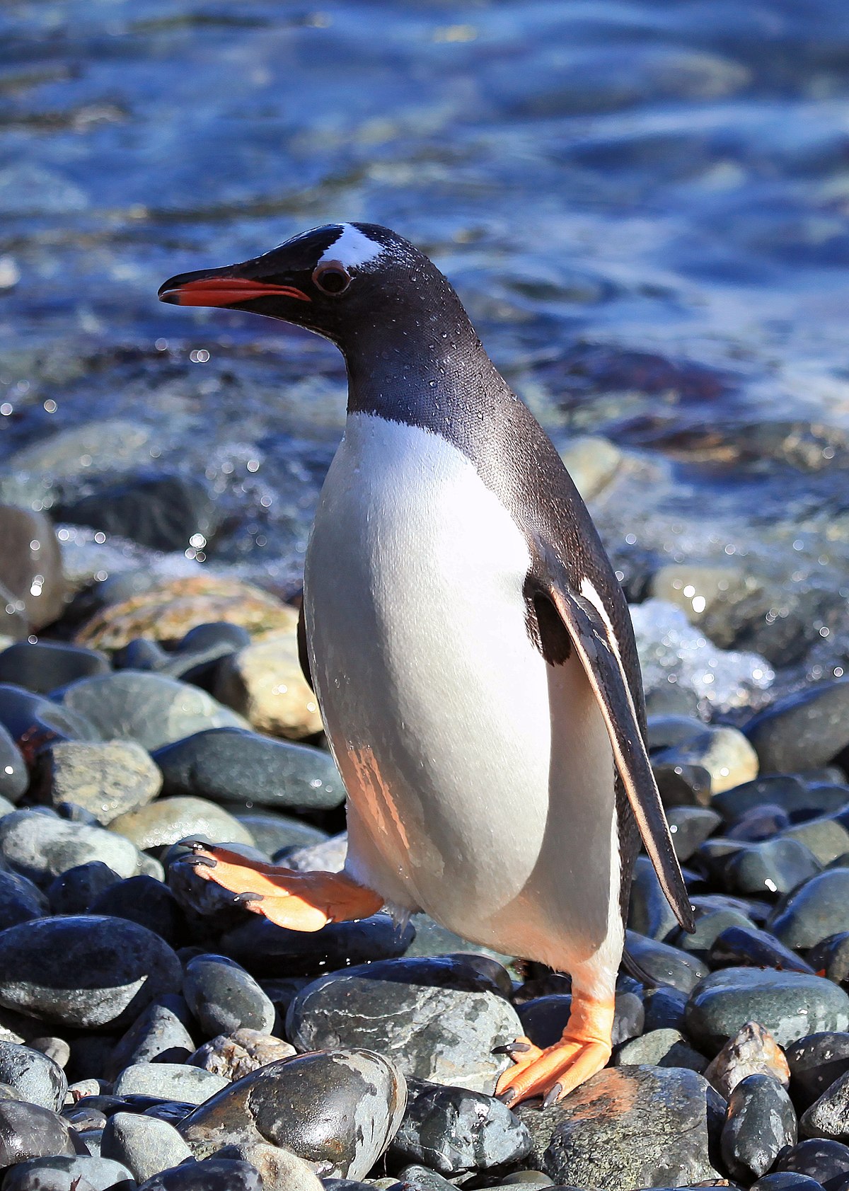 Chim cánh cụt đẹp nhất thế giới
