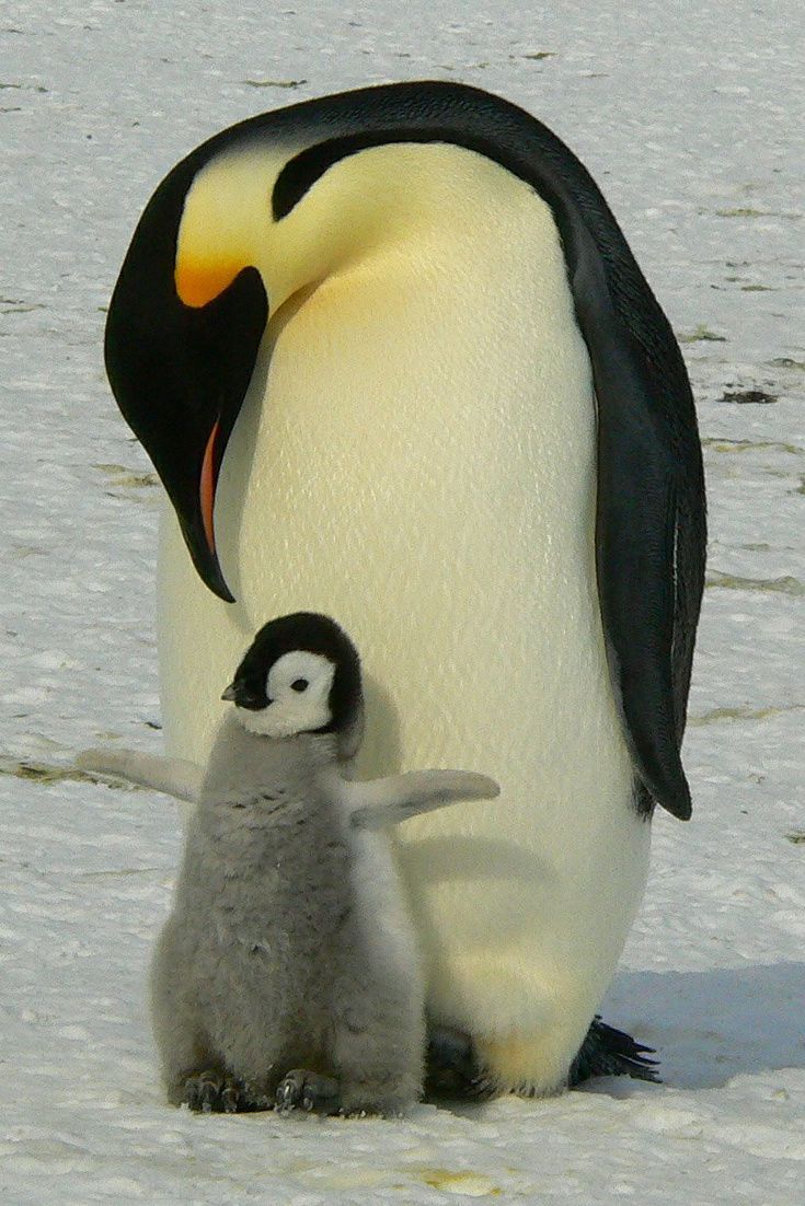 Ảnh đẹp chim cánh cụt