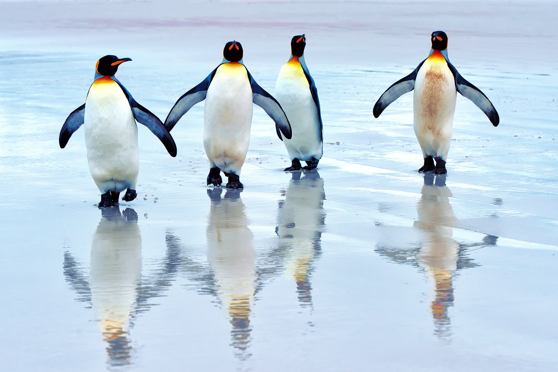 Tìm hiểu với hơn 100 hình cánh cụt cute hay nhất thtantai2eduvn
