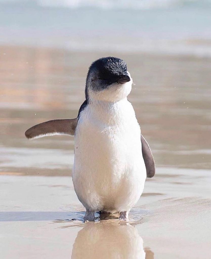Top 16 Sự thật thú vị nhất về loài chim cánh cụt  Toplistvn