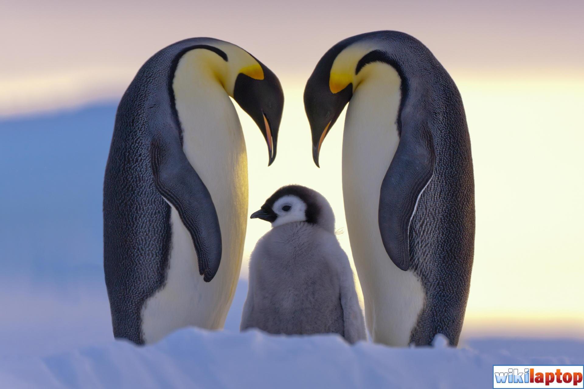Ảnh đẹp về chim cánh cụt