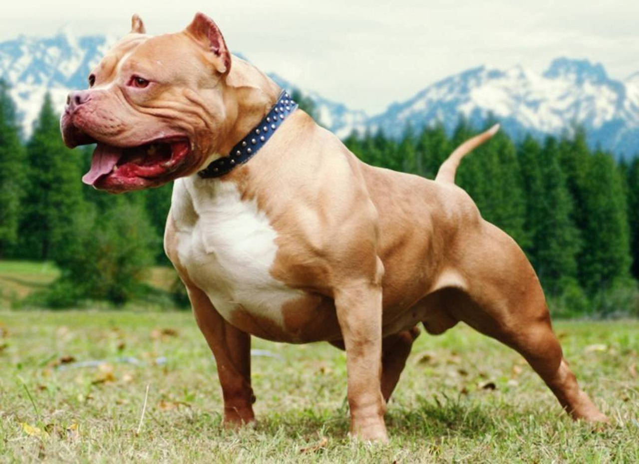 Hình ảnh của con chó pitbull