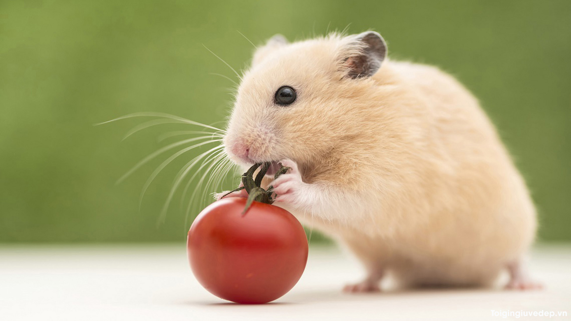 Mê Mẩn Với 99+ Hình Ảnh Chuột Hamster Cute, Đáng Yêu Nhất 4