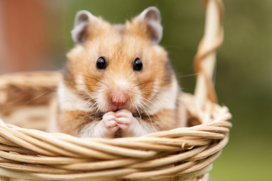 Hình chuột hamster cute