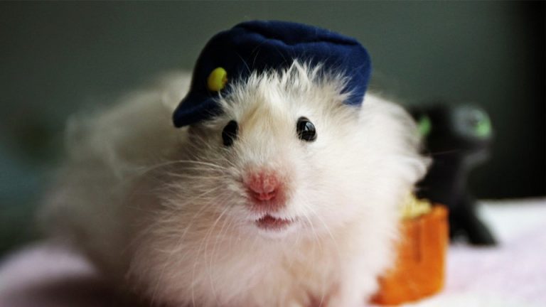 Hình vẽ chuột hamster cute