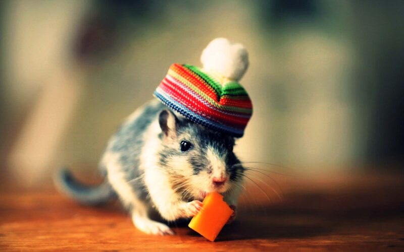 Hình chuột hamster cute