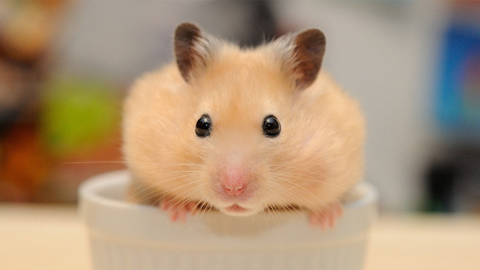 Hình nền chuột hamster cute