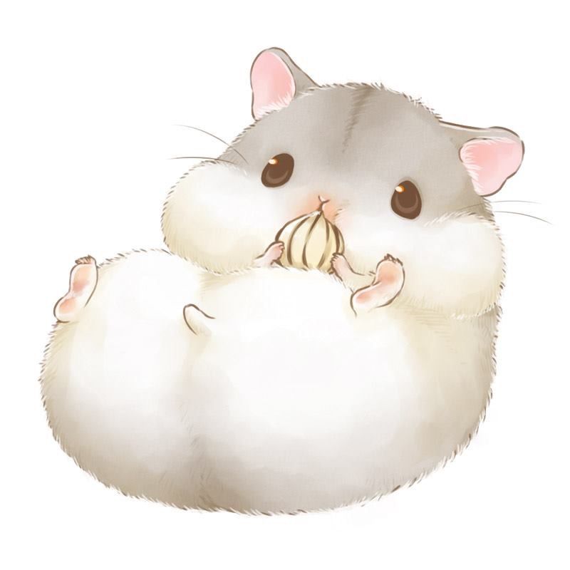 Ảnh chuột hamster cute