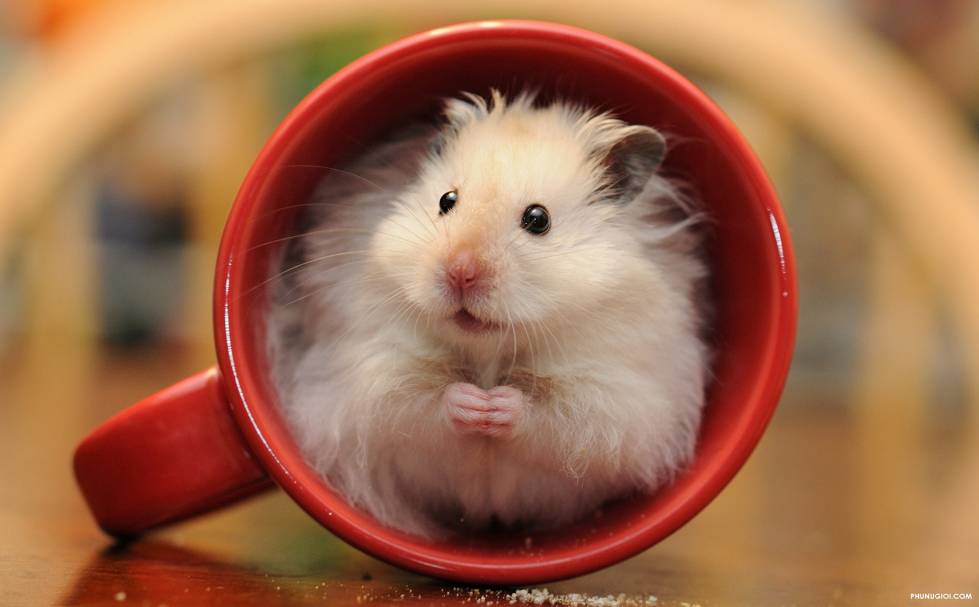 Hình nền chuột hamster cute
