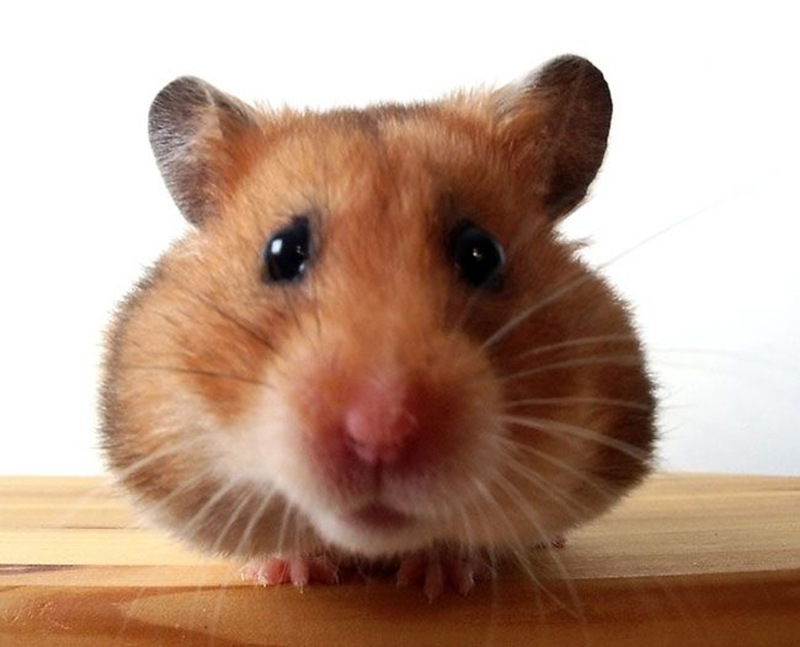 Hình con chuột hamster cute